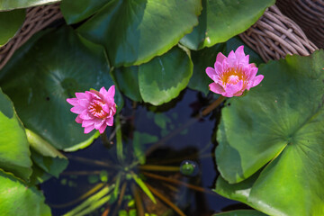 Beautiful pink water lilies with large leaves float in calm water in a wicker flowerpot. Growing water lilies in the garden