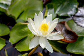 Large White water lily with green leaves in the pond. water lilies. Landscape design. Ecosystem, flora. Water garden.