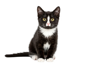 Obraz premium Black and white kitten sitting isolated on transparent background