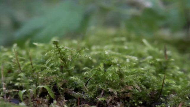 Club spikemoss (selaginella selaginoides) green plant, macro panning shot
