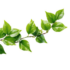 Obraz premium Close-up of a vibrant green branch with several leaves