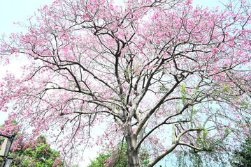 Silk Floss Tree