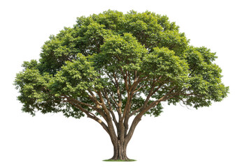A large, mature tree with a wide canopy isolated on transparent background