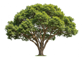 A large, mature tree with a wide canopy isolated on transparent background