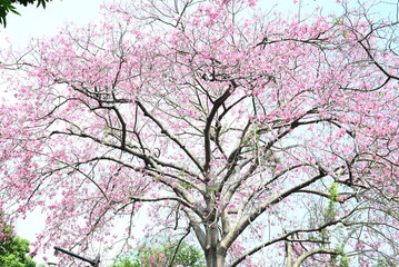Silk Floss Tree