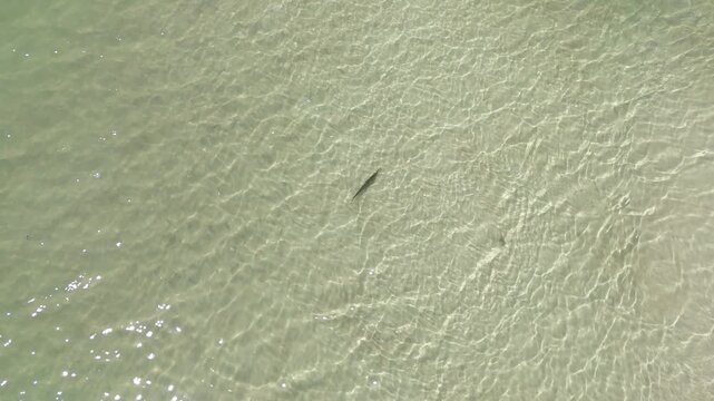 Top-down drone view of a shallow seawater surface while a Florida gar fish swimming in visible, Cape San Blas, Gulf County, Florida, USA