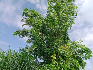 Fototapeta premium green grass and blue sky, vibrant green tree, vibrant green leaf's, Love nature, white clouds on sky