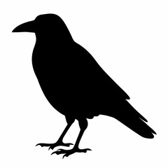 Fototapeta premium Black Silhouette Illustration of a Standing Crow Against a White Background