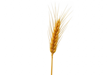 Single ear of wheat isolated on transparent background