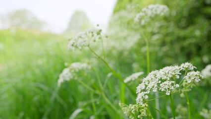 Cow Parsley Blooming in a Sunny Spring Meadow