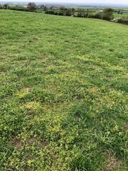 Effect of a herbicide in grass weeds in a grassland swards, North Yorkshire, England, United Kingdom