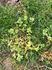 Effect of a herbicide in grass weeds in a grassland swards, North Yorkshire, England, United Kingdom