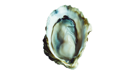 A single shucked oyster displays its smooth, shiny flesh inside a rough, irregular shell.