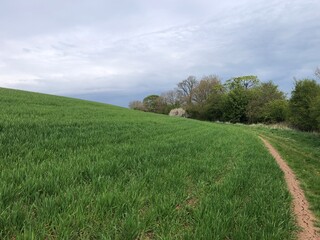 Crop of wheat in a field in April, United Kingdom