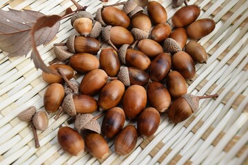 ドングリ 秋の風景