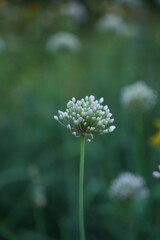 wild onion flowers, close up photo of meadow flowers, purple flowers close up, abstract background for mother's day, for card for inserting text	
