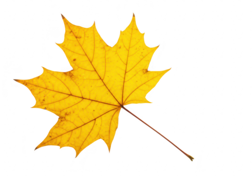 Yellow maple leaf isolated on transparent background