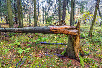 Windsnapped spruce tree in a woodland at autumn