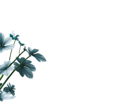 Light teal flowers on dark background