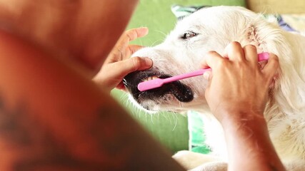 Pet owner brushing teeth of Golden Retriever dog - Powered by Adobe