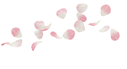 Pink petals falling on transparent background