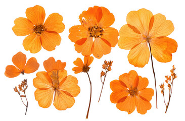 Dried orange flowers in a flat lay arrangement.  Close-up view of various flower petals and stems.  A collection of pressed blossoms,  each with intricate details