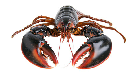 A detailed close-up of a lobster showcasing its large claws, segmented body, and antennae with a shiny, dark exoskeleton.