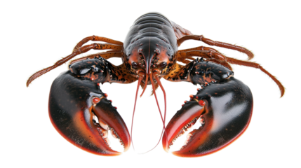 A detailed close-up of a lobster showcasing its large claws, segmented body, and antennae with a shiny, dark exoskeleton.