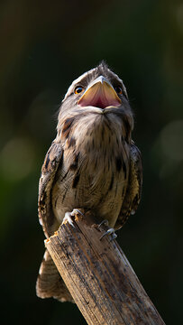 A Remarkable Nocturnal Bird With an Enormous Mouth Sits Perched on a Branch Waiting for Prey in the Dim Light of Dawn