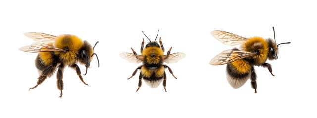 Bumblebees isolated on white background as a set of 3 symbols of nature  