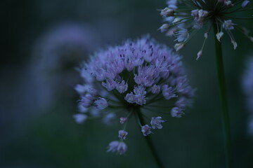 wild onion flowers, close up photo of meadow flowers, purple flowers close up, abstract background for mother's day, for card for inserting text	
