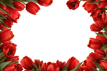 Red tulip frame. Black background