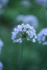wild onion flowers, close up photo of meadow flowers, purple flowers close up, abstract background for mother's day, for card for inserting text	
