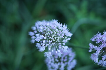 wild onion flowers, close up photo of meadow flowers, purple flowers close up, abstract background for mother's day, for card for inserting text	
