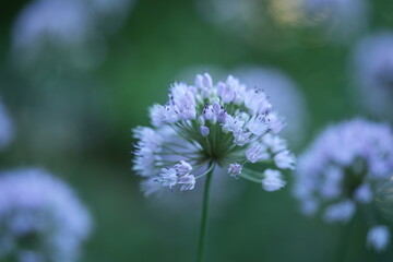 wild onion flowers, close up photo of meadow flowers, purple flowers close up, abstract background for mother's day, for card for inserting text	
