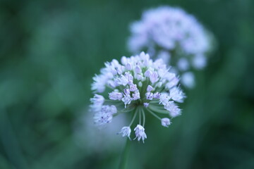 wild onion flowers, close up photo of meadow flowers, purple flowers close up, abstract background for mother's day, for card for inserting text	

