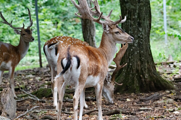 Young fallow deer in Auberive forest, France.