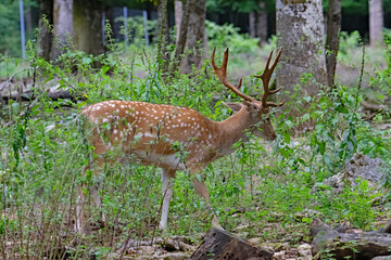 Fallow deer in the woods.