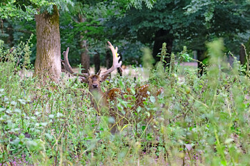 Wild fallow deer in Auberive National Park, France.