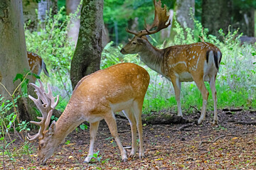Fallow deer in Auberive National Park, France.