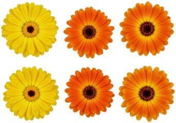 Six colorful daisy flowers isolated on transparent background