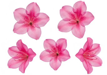 Five pink azalea flowers isolated on transparent background