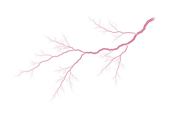 Pink branch with delicate leaves on transparent background