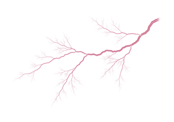 Pink branch with delicate leaves on transparent background