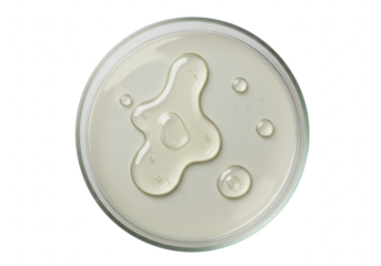 Clear liquid in petri dish isolated on transparent background