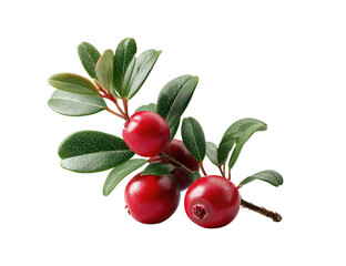 Close-up of a branch with cranberries and leaves