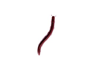 Brown and red millipede isolated on clean white background. A millipede is walking on a white background. Millipedes curl up to prevent danger. Insect wildlife isolated for nature concept.