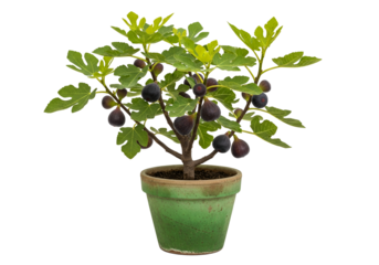 A fig tree bonsai in a terracotta pot, displaying rich dark purple figs and vibrant green foliage against a black backdrop.