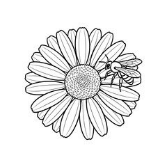 Bee on Daisy Flower Line Art Illustration for Coloring Pages, Prints, and Designs