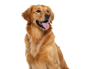 Golden retriever dog sitting and looking to the side isolated on transparent background